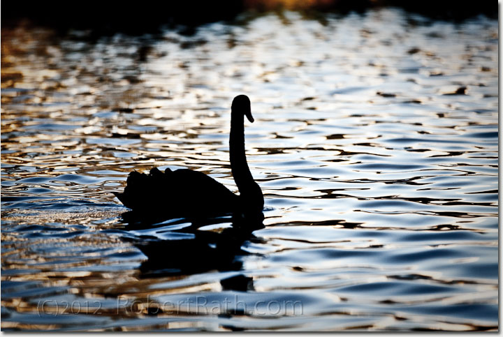Poem a day 24 April 2014: Trembling black swan Jennifer Liston